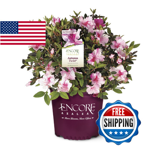 Encore azalea gal autumn - azalea, 2