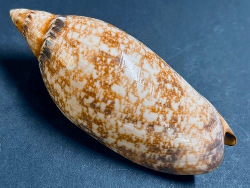 Voluta amoria damoni - amoria,