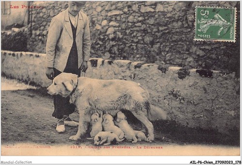 Ailp6 0600 cane cani - -,