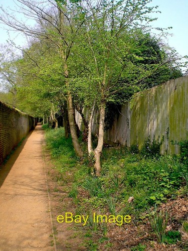 Photo 6x4 young elm trees - photo,