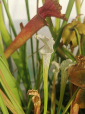 Sarracenia leucophylla alba 13 x self #7 , Taglia S - Pianta Carnivora