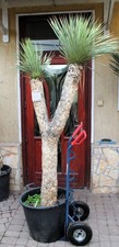 Yucca rostrata tronco 230cm - yucca, rostrata,