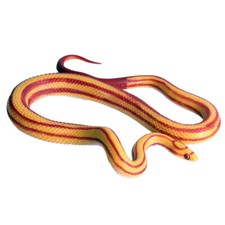 Bambino Finto Serpente