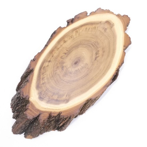 Scudo trofeo acacia 24cm - trofeo, af