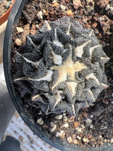 Ariocarpus - ariocarpus,