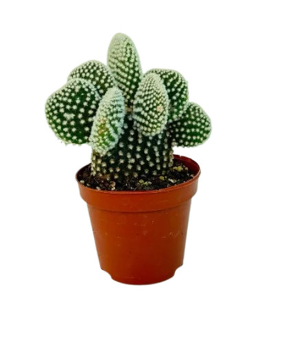 Opuntia microdasys albata - microdasys,