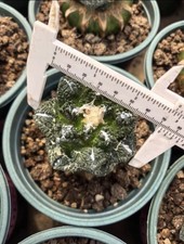 Multi teste Ariocarpus fis var