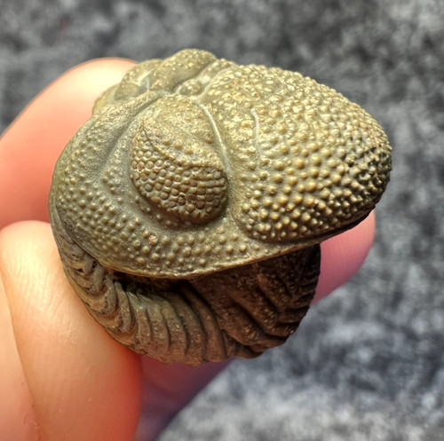 Moroccops trilobite fossil - moroccops, sp.