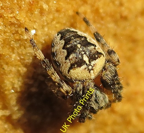 Photo 6x4 garden spider - photo,