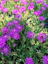 pianta di Mesembriantemo Delosperma Cooperi pianta grassa fiori fucsia