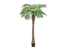 EUROPALMS Palma delle Canarie
