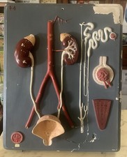 ANTICO MODELLO PANNELLO ANATOMICO RENI CORPO UMANO GESSO PARAVIA 1930s