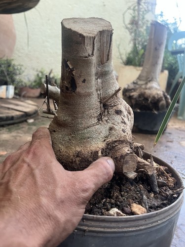 Bonsai olivastro pianta - bonsai,