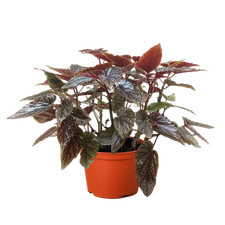 Begonia Corallina de Lucerna