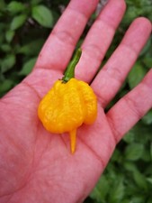 SEMI CAROLINA REAPER YELLOW