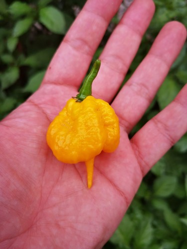 Semi carolina reaper yellow - carolina,