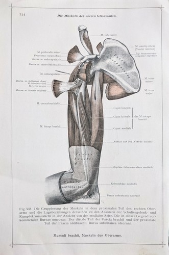 1911 tedesco anatomia stampa - tedesco,
