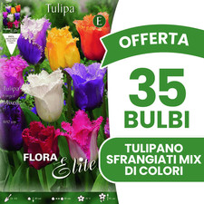 OFFERTA 35 BULBI TULIPANO SFRANGIATI MIX DI COLORI BULBI AUTUNNALI BULBS BULBES
