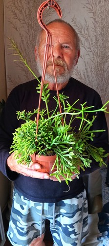 Rhipsalis collection tre - rhipsalis,