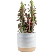 Euphorbia Trigona Cactus Plant