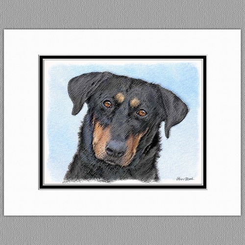 Beauceron dog stampa - dog, artistica