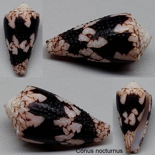Coquillage collection - de,