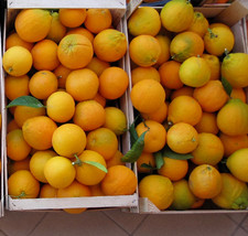 20 Kg Arance Tarocco di