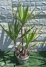 Bellissima jucca elefantina - jucca, elefantina-3