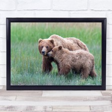 Nature Wildlife brown bears