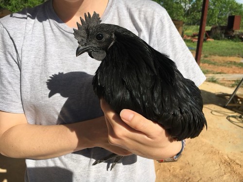 Uova feconde ayam cemani - 10,