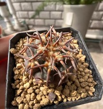Gymnocalycium spegazzinii