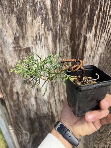 Bonsai cipresso mame - bonsai,