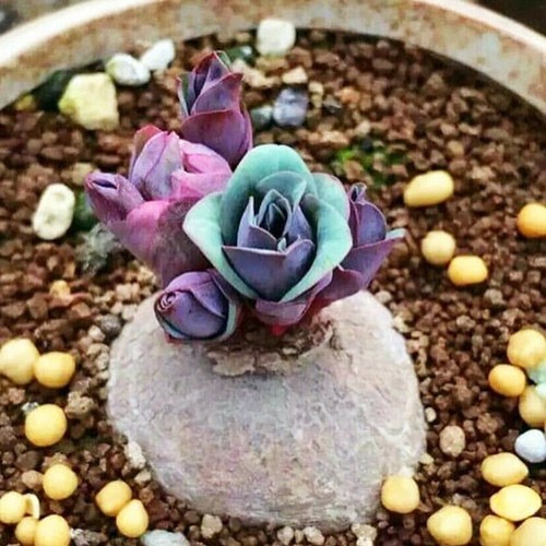 Pianta cactus succulenta - cactus,