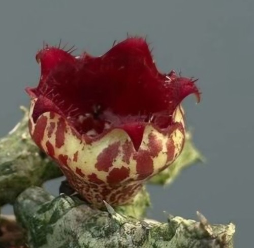 Stapelianthus insignis ibrido