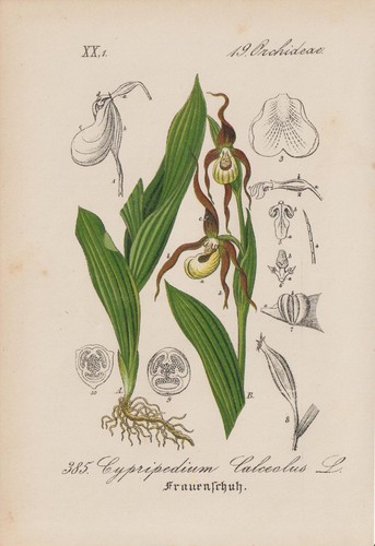 Gelb frauenschuh cypripedium - gelb-frauenschuh, (cypripedium
