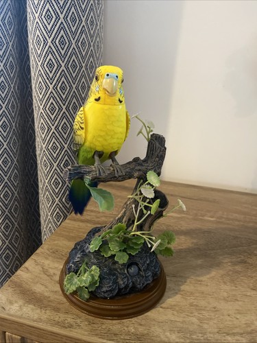 Talking parrot budgerigar bird - talking,