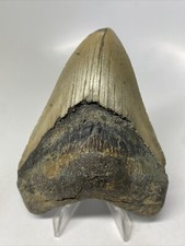 4 POLLICI VERO MEGALODONTE