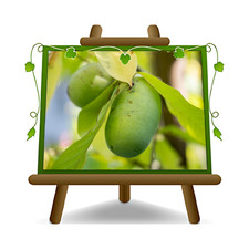 Asimina da seme pianta su vaso 12x12 cm Alta 70-90 cm