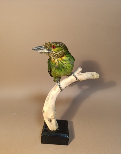 Taxidermy cabinet de - cabinet,