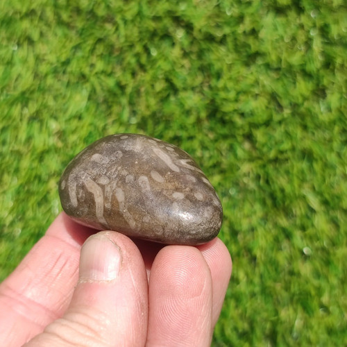 Polished coral fossil port - polished,