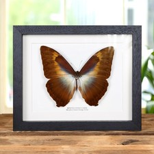 Morpho Cisseis Orange Form