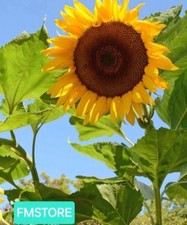 GIRASOLE GIGANTE - SUNFLOWER -