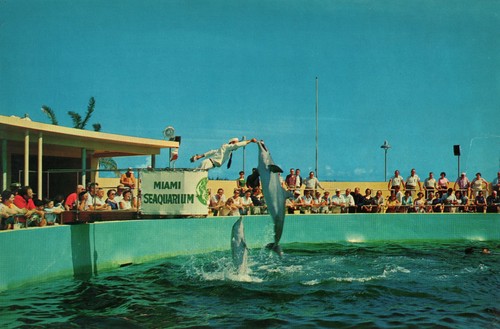 Cartolina miami seaquarium - cartolina,