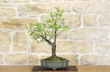 Bonsai di Ciliegio Selvatico