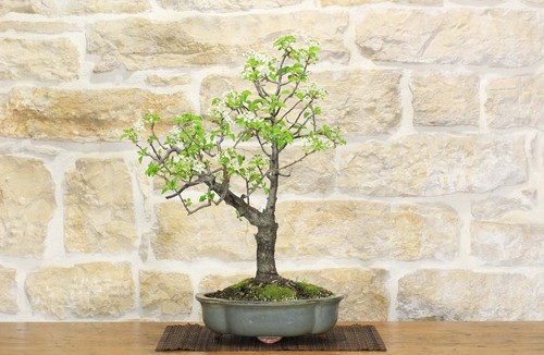 Bonsai ciliegio selvatico - di,
