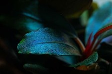 Pianta per acquario
