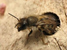 Mason bee cocoons for EASTERN