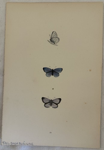 Farfalle litografia faulbaum - litografia,