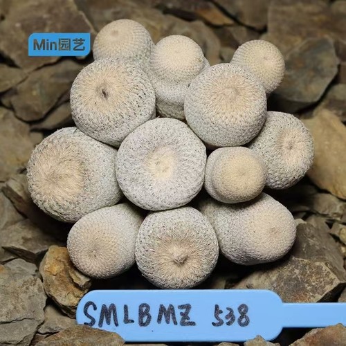 9cm epithelantha bokei - 9cm,