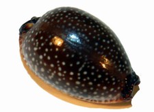 Cypraea staphylaea mm 21 Conchiglia Gasteropode Cyprea Cipraea Ciprea Cypraeidae